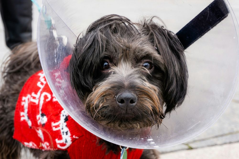 Find den perfekte krave til din hund